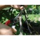 Profesionálne záhradné nožnice Okatsune 101