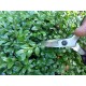 Profesionálne záhradné nožnice Okatsune 103